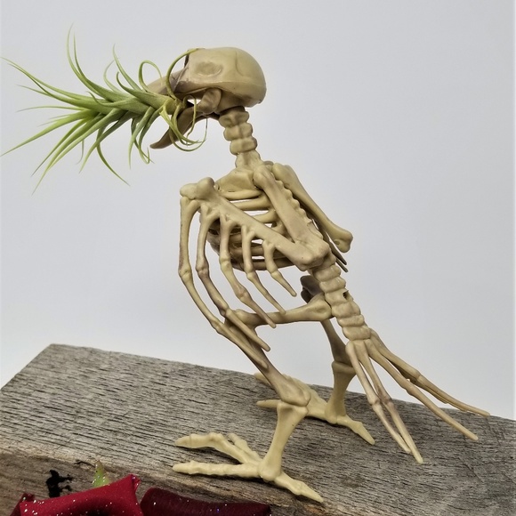 Home Grown Air Plant in a Skeleton Bird Super Cool - Picture 4 of 8